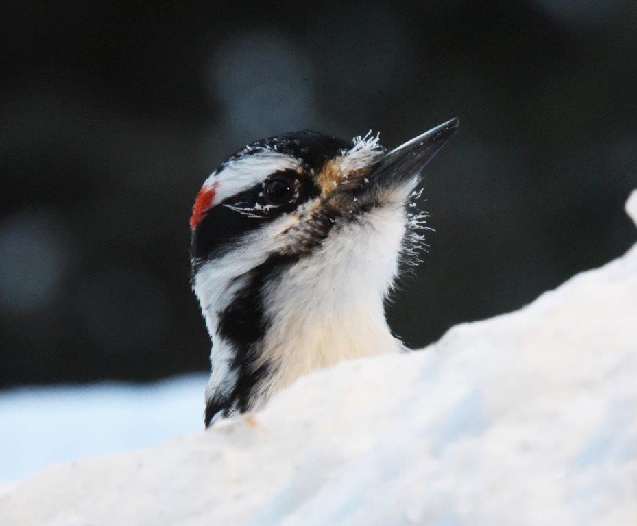 Hairy woodpecker