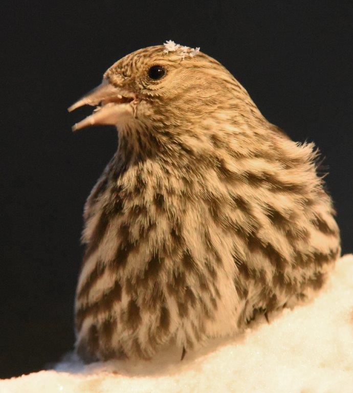 Pine siskin