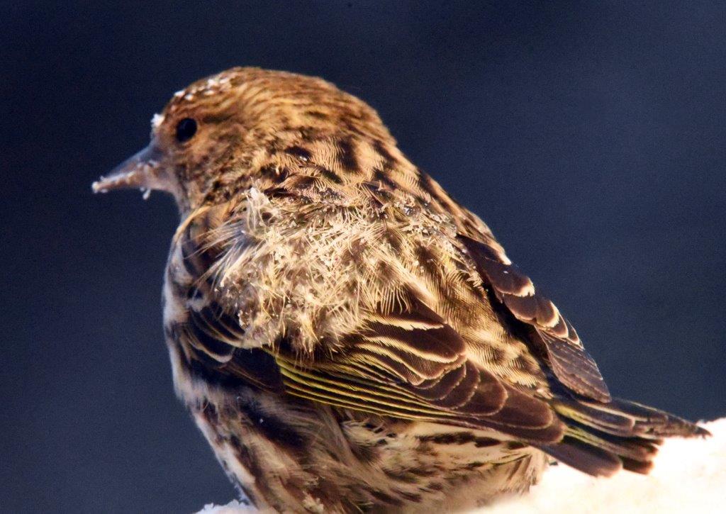 Siskin with frost