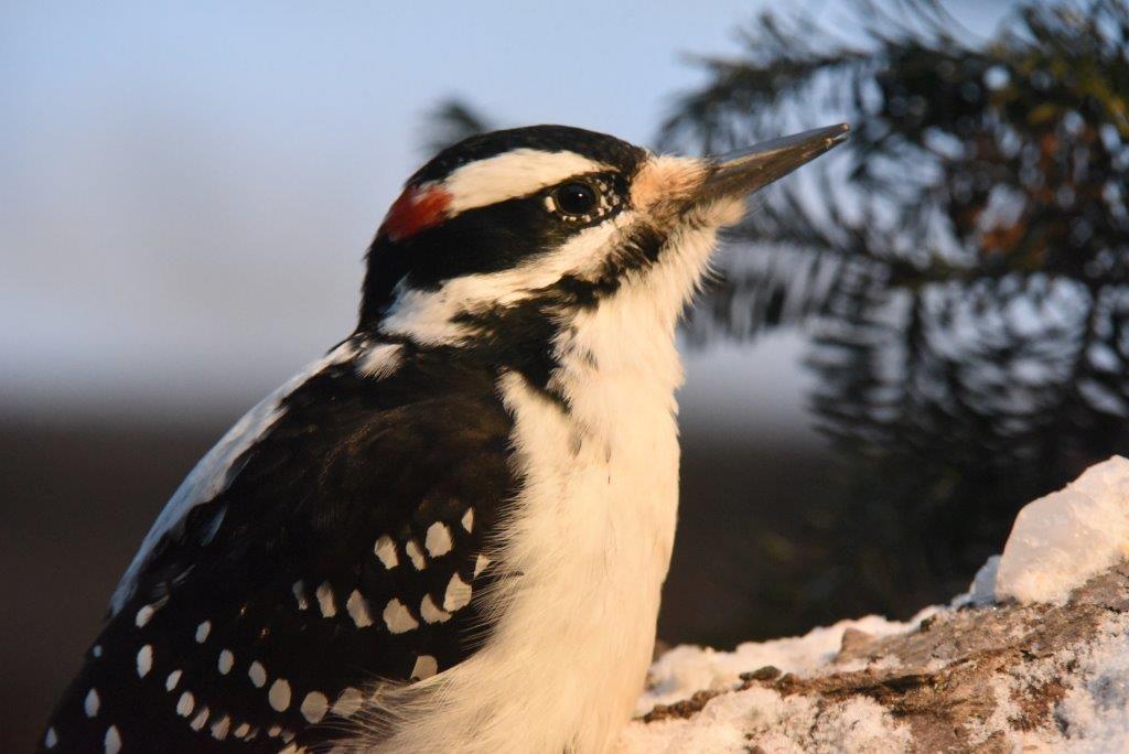 Hairy woodpecker