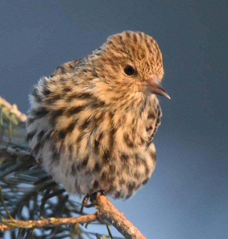 Siskin
