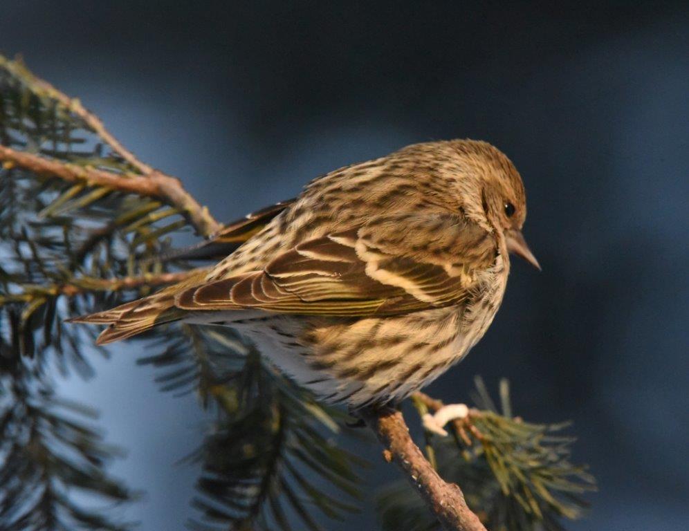 Siskin