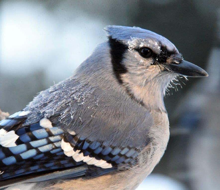 Blue Jay