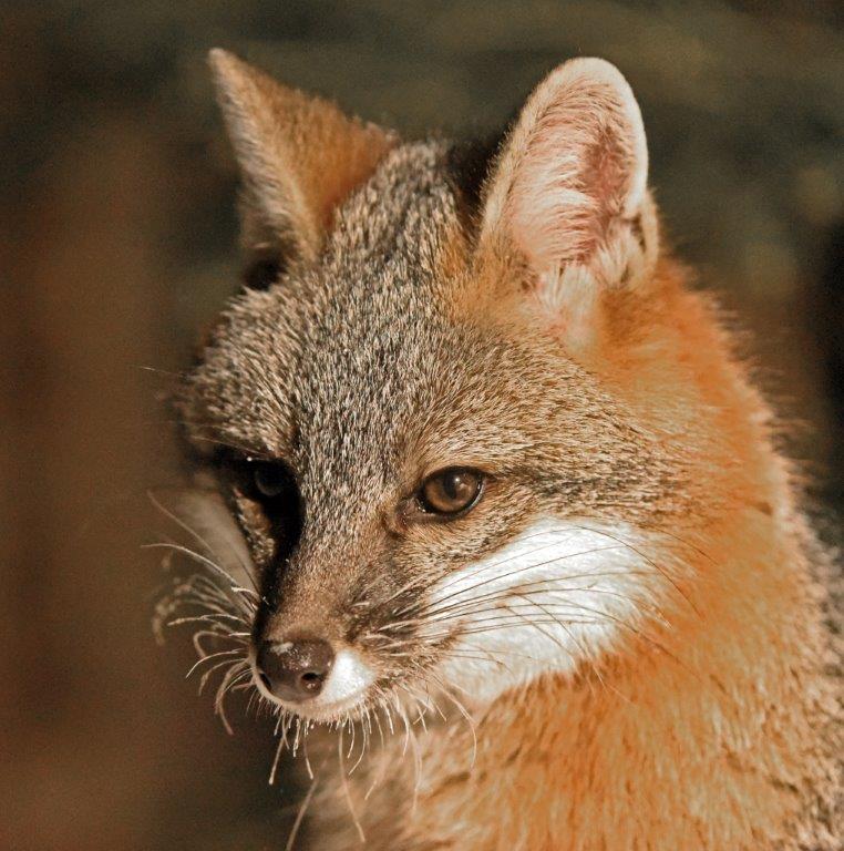 Gray Fox