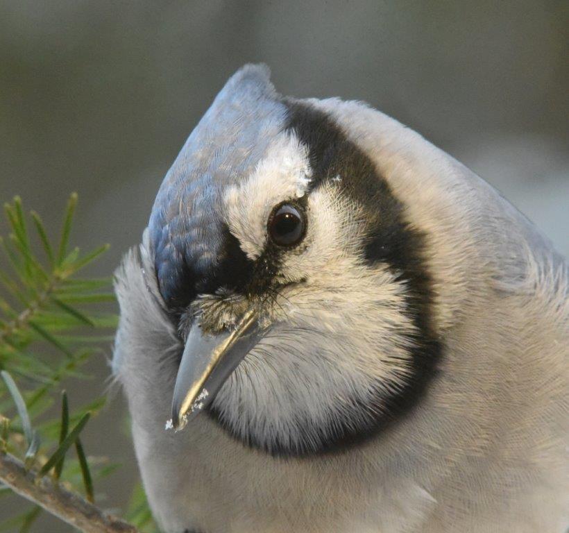 Blue jay