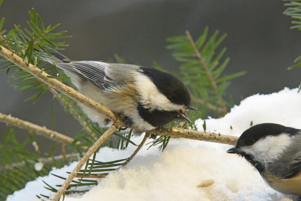 Chickadees