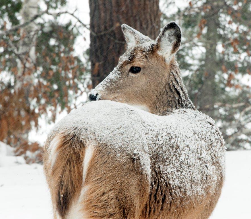 Deer with snow