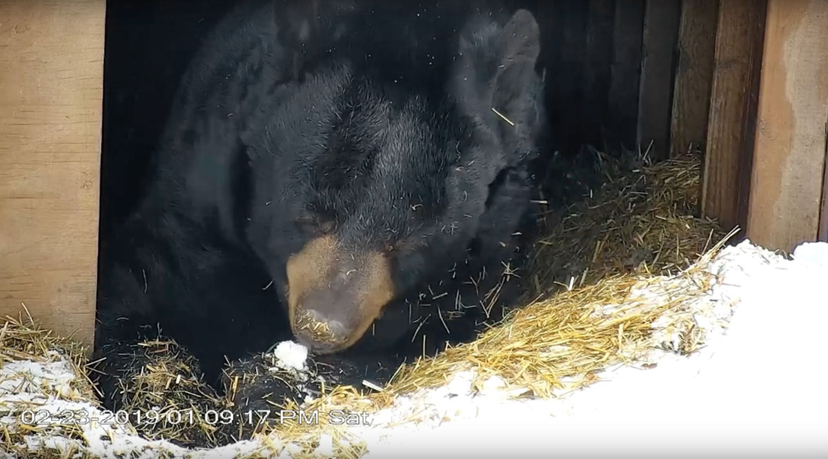 Ted eating snow