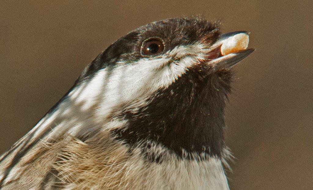 Chickadee