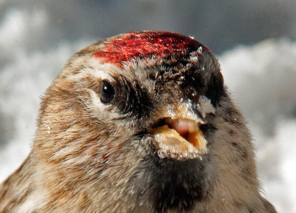 Common redpoll