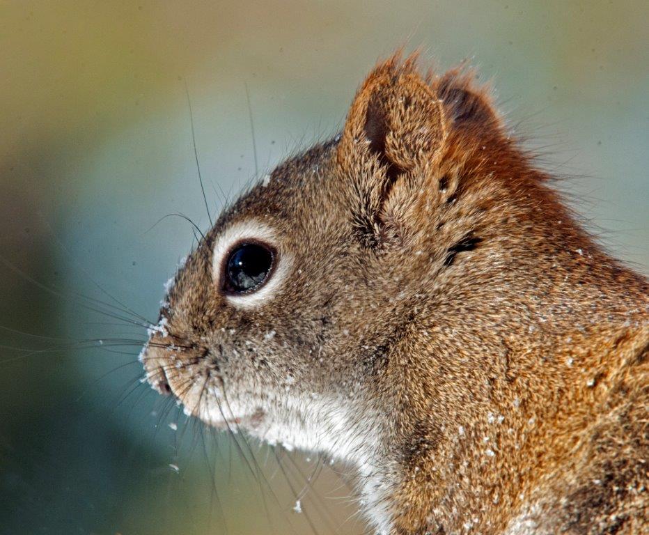 Red squirrel