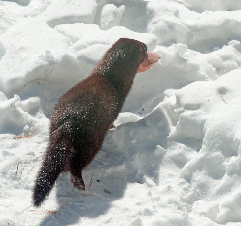 A Good Day for the Mink UPDATE February 28, 2019 The Wildlife