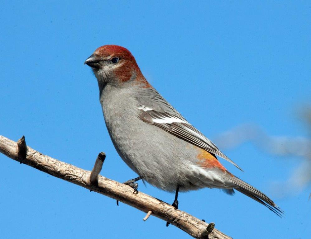 Pine grosbeak