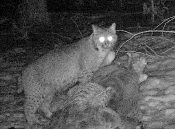 Bobcat or Lynx?