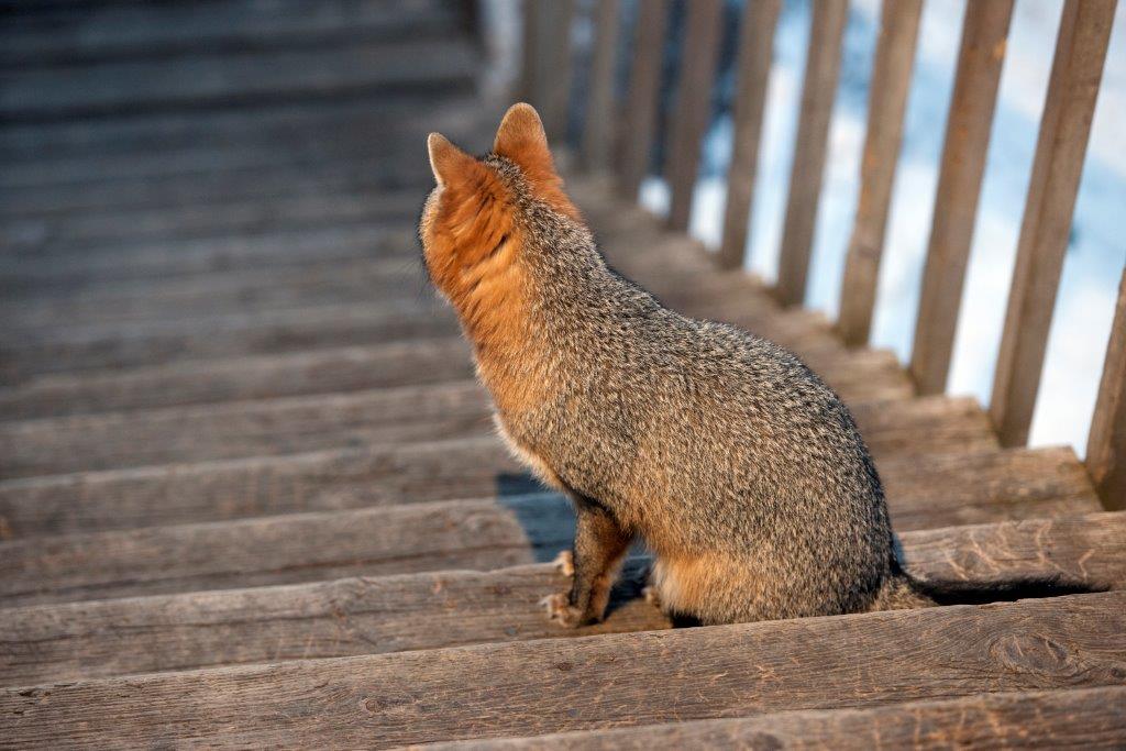 Gray fox on stairs