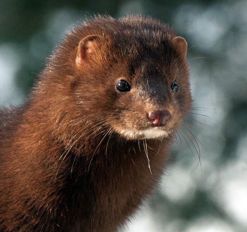 Mink Stripe close-up