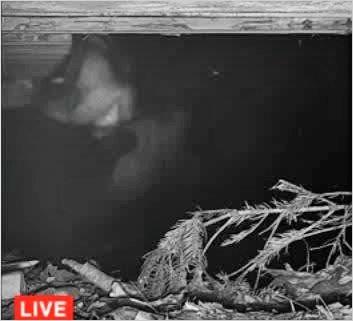 Pennsylvania bear and cub