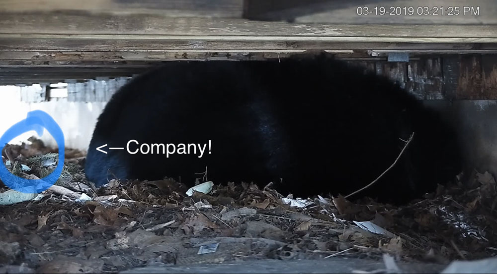 PA Bear with visitor