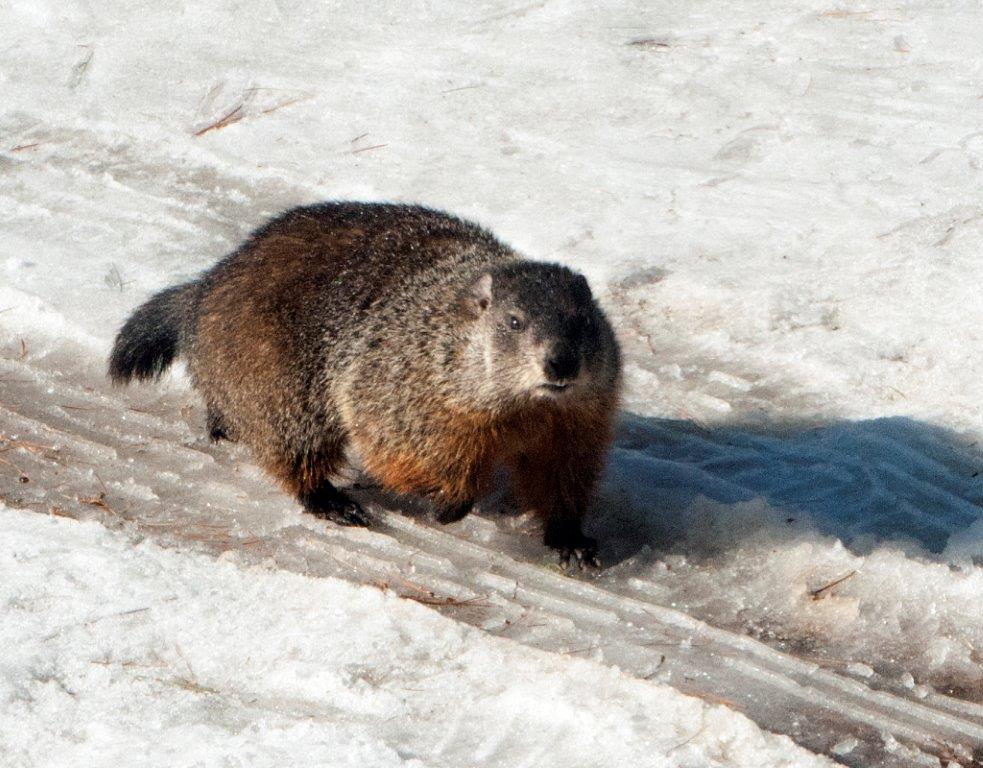 Woodchuck first of year