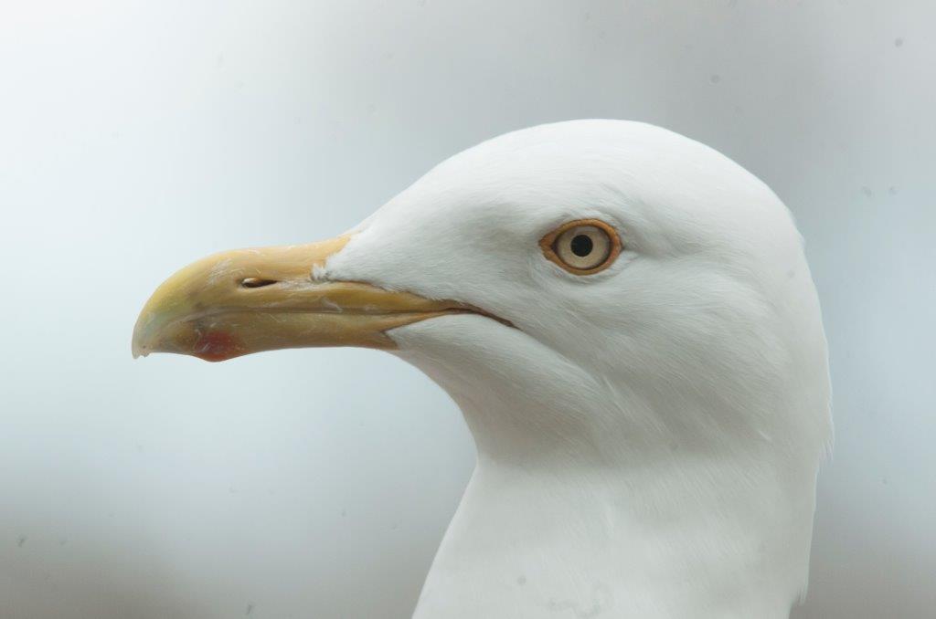 Herring gull