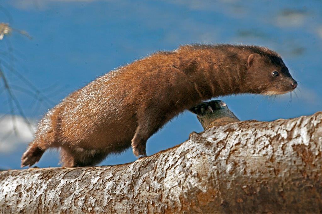 The mink named Clear
