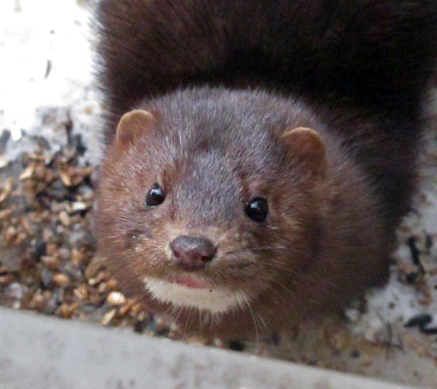 Mink named Clear