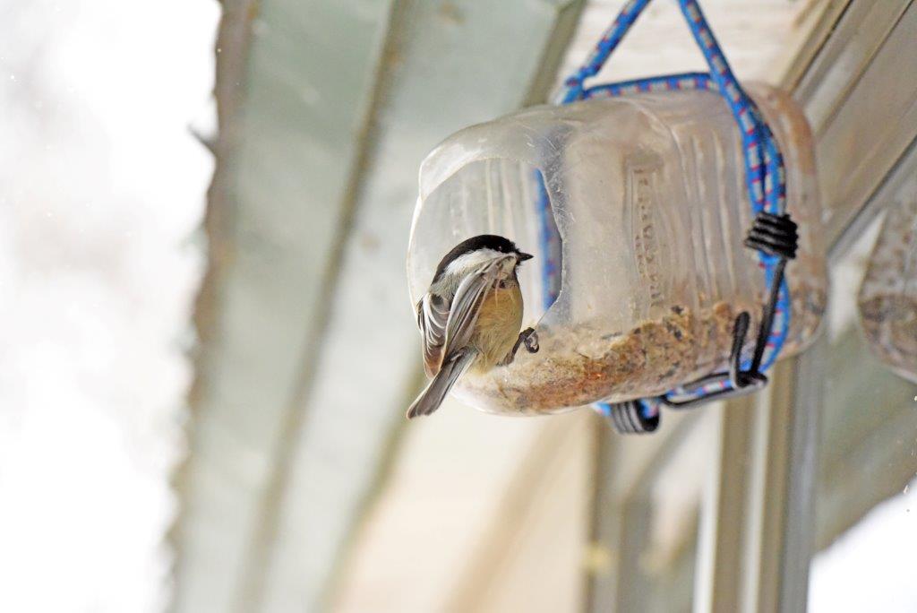 Chickadee