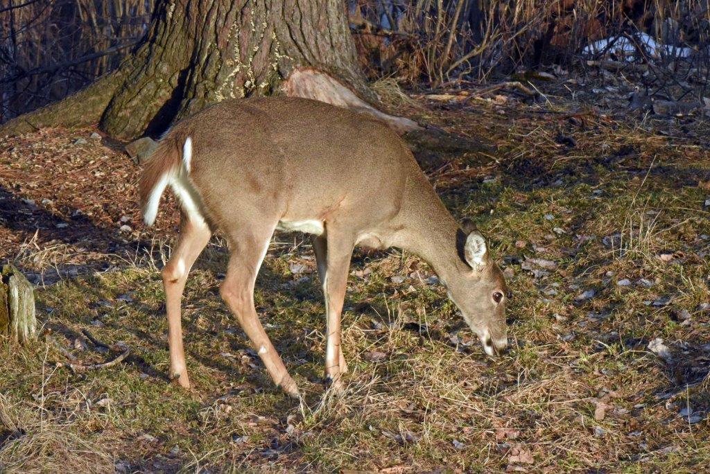 Deer eating sprigs of grass