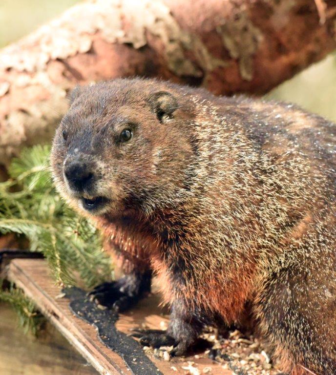 Woodchuck