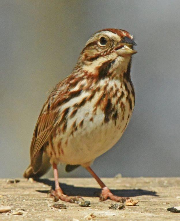 Song sparrow