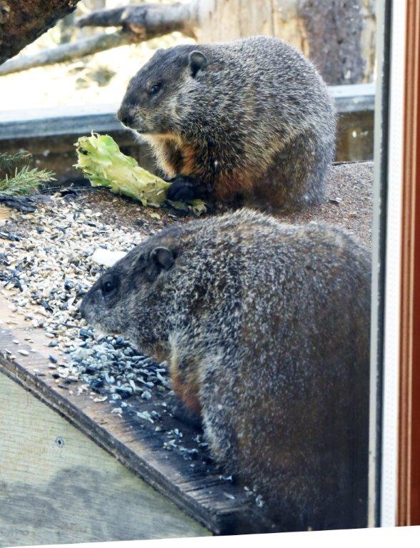 Woodchucks