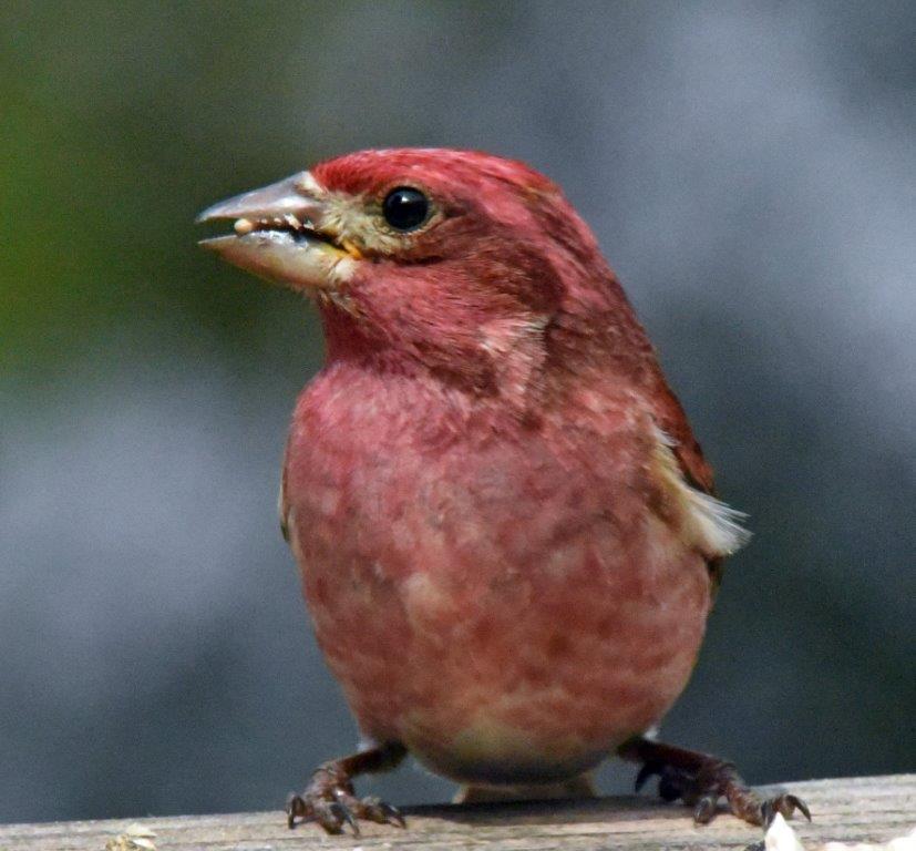 Purple finch