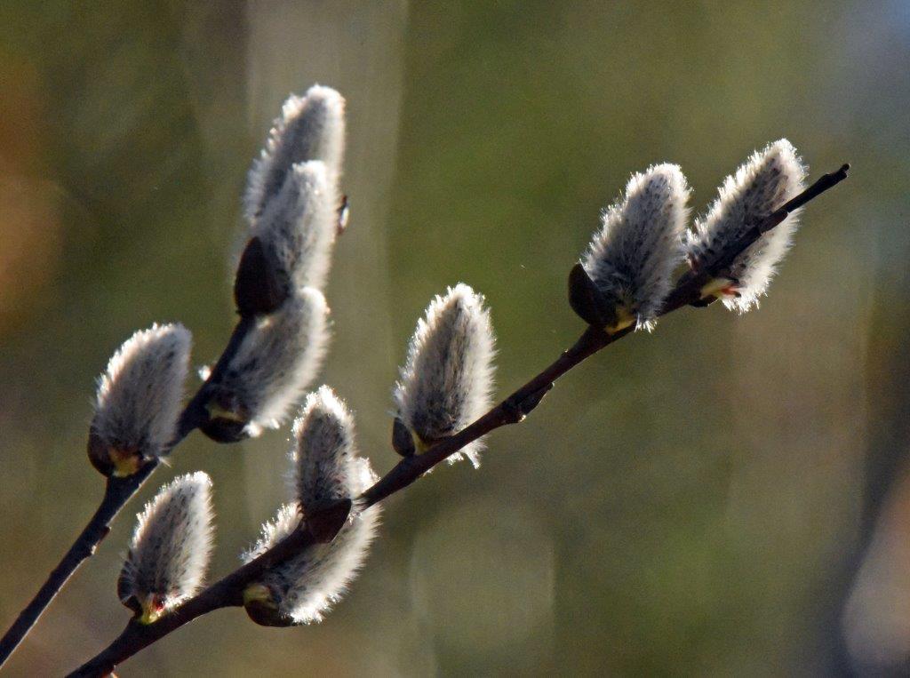 Willow catkins