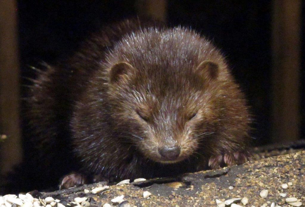 Mink clear