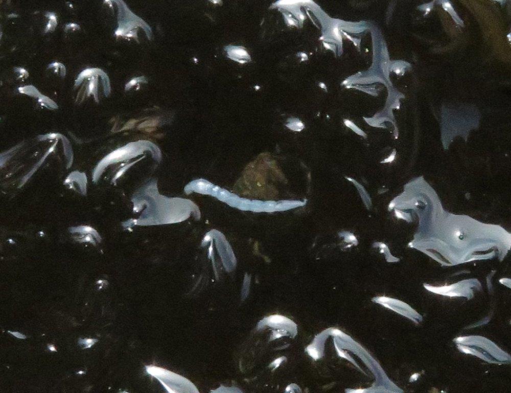 Half inch worm in ice