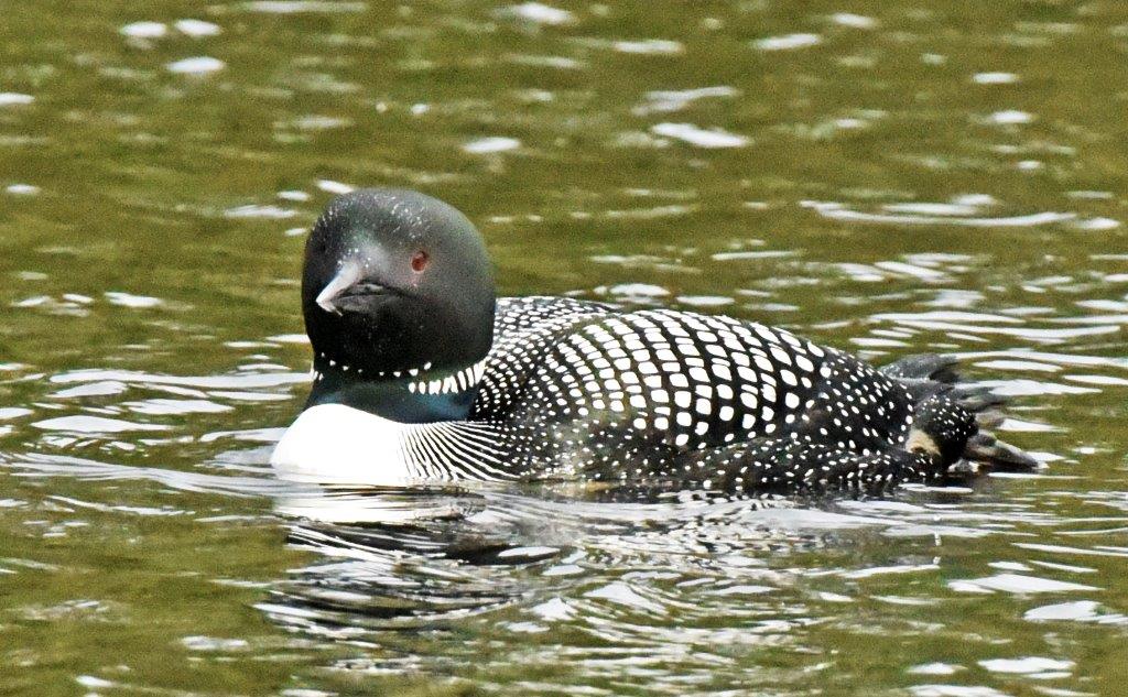 Loon on woods lake