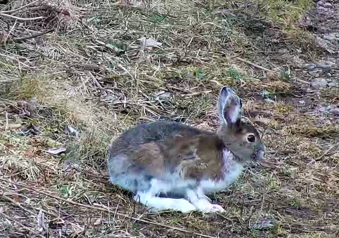 Snowshoe hare