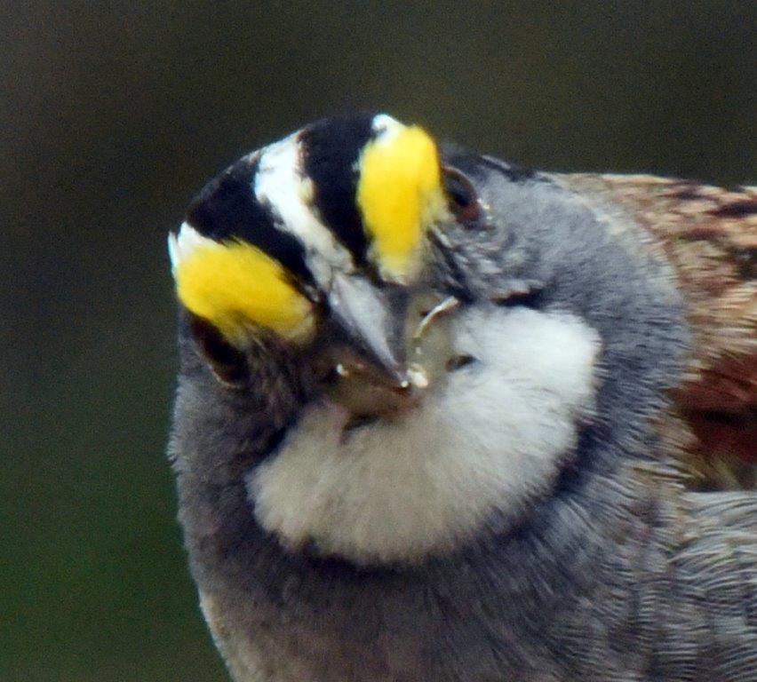 White-throated sparrow