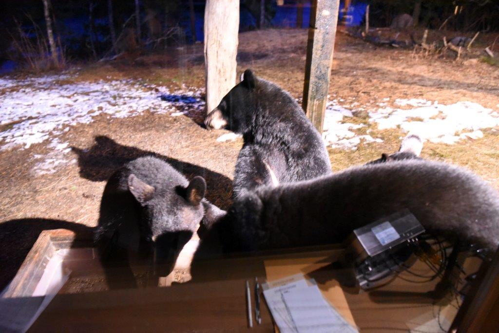 RC and yearlings at WRI<br>(see PS below)