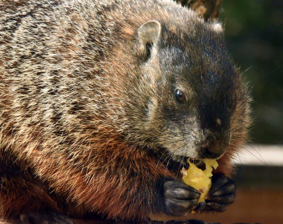 Woodchuck  