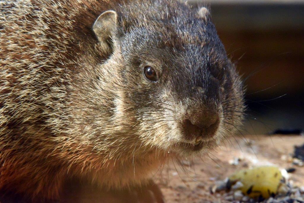 Woodchuck  