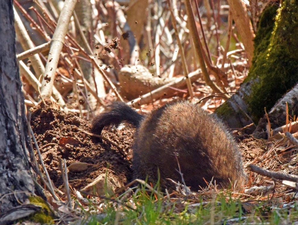 Woodchuck digging