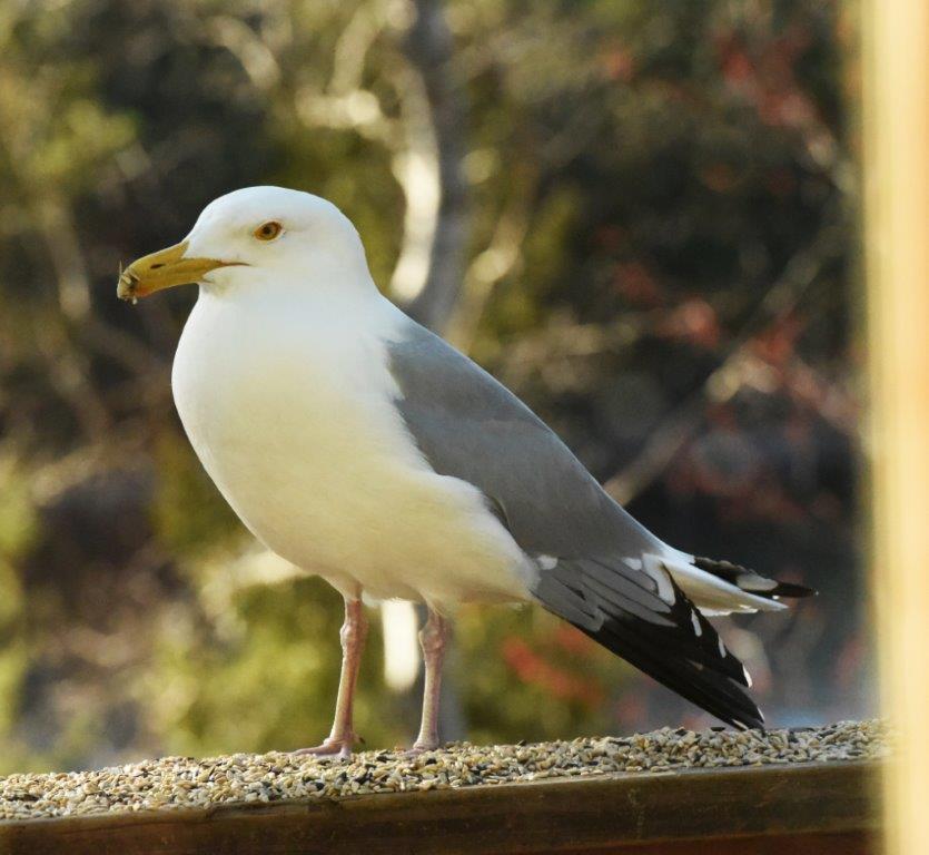 Herring gull