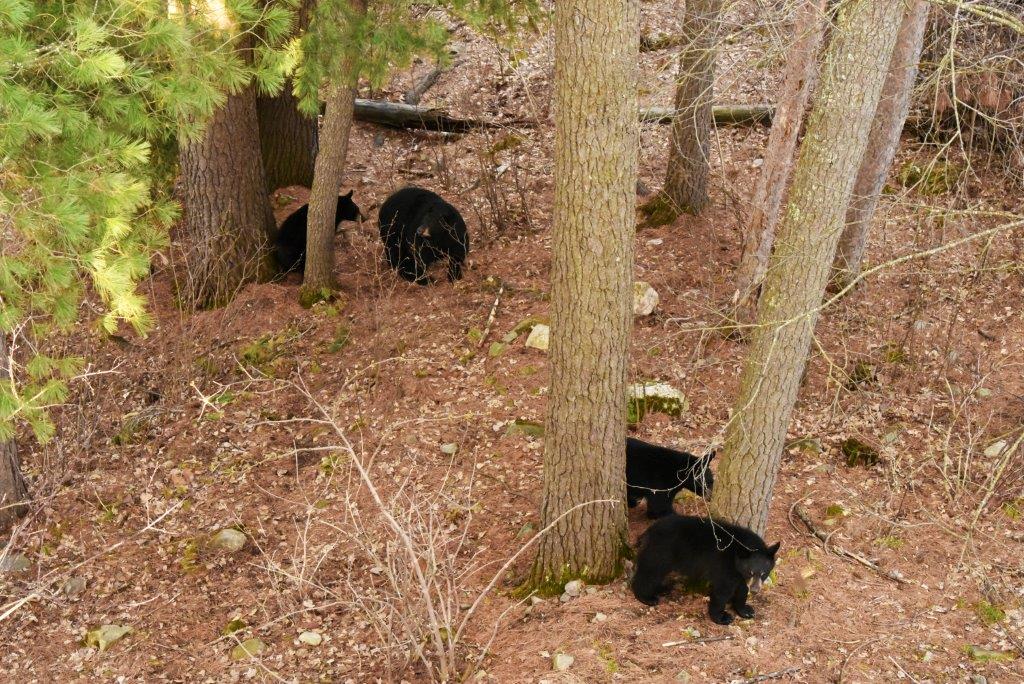 RC and yearlings in the white pine grove
