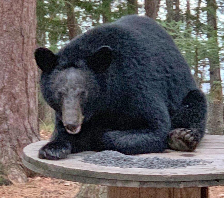 Fern by JT - 5-12-19