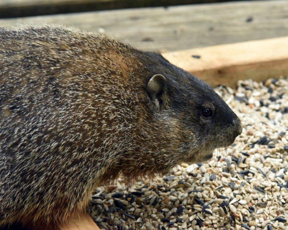 Woodchuck