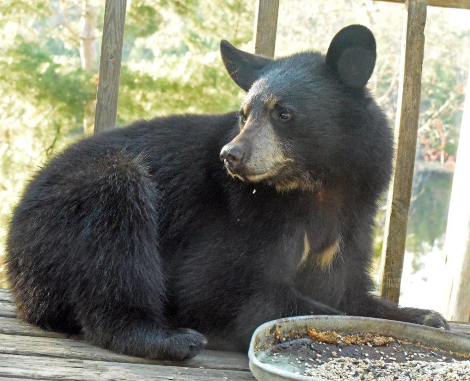 RC's yearling female Chloe