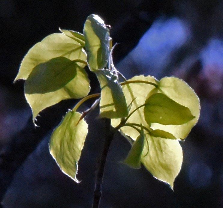 Aspen Leaves