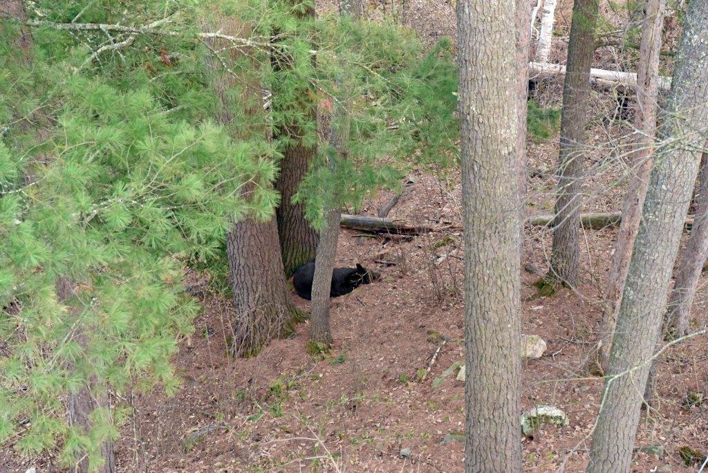 RC at base of White Pine