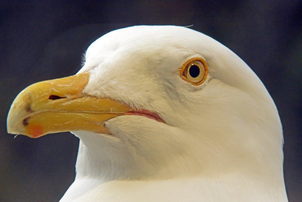 Herring gull at window